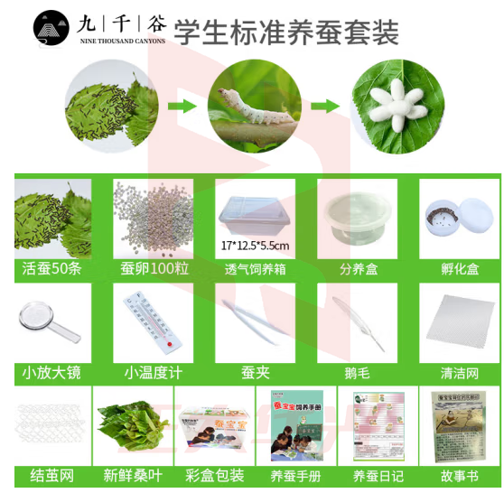 九千谷8629 蚕宝宝活体套装 学生养蚕工具新鲜桑叶七彩金丝彩色蚕卵蚕种嫩桑叶学生 标准养蚕套装
