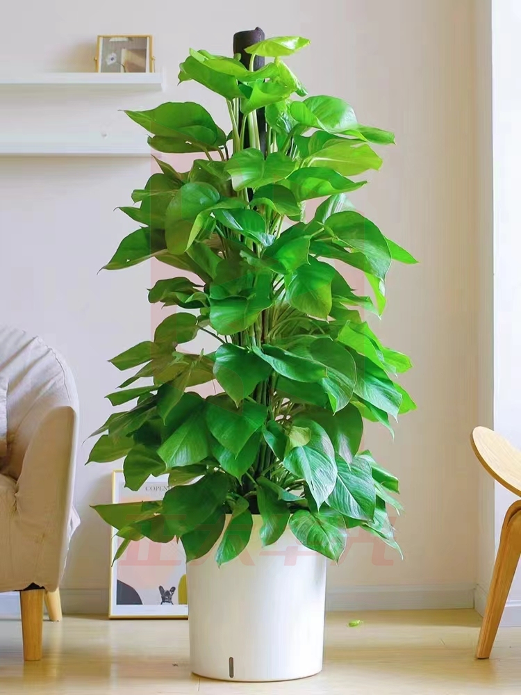 大绿萝 JUFC0731134422859