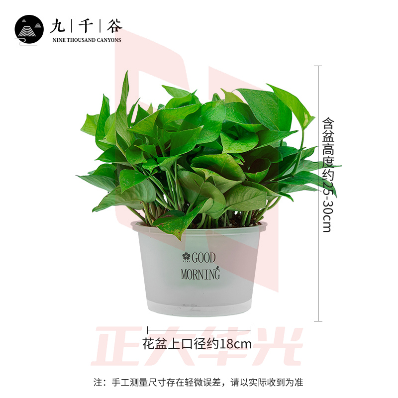 绿萝盆栽 50盆起售 绿植鲜活常青绿萝室内办公室土培花卉绿植新房家用8783 IASD07311342299341