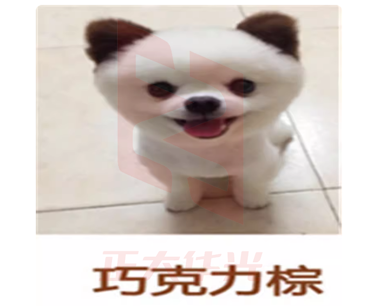 宠物染色剂 SUXM10170518583701