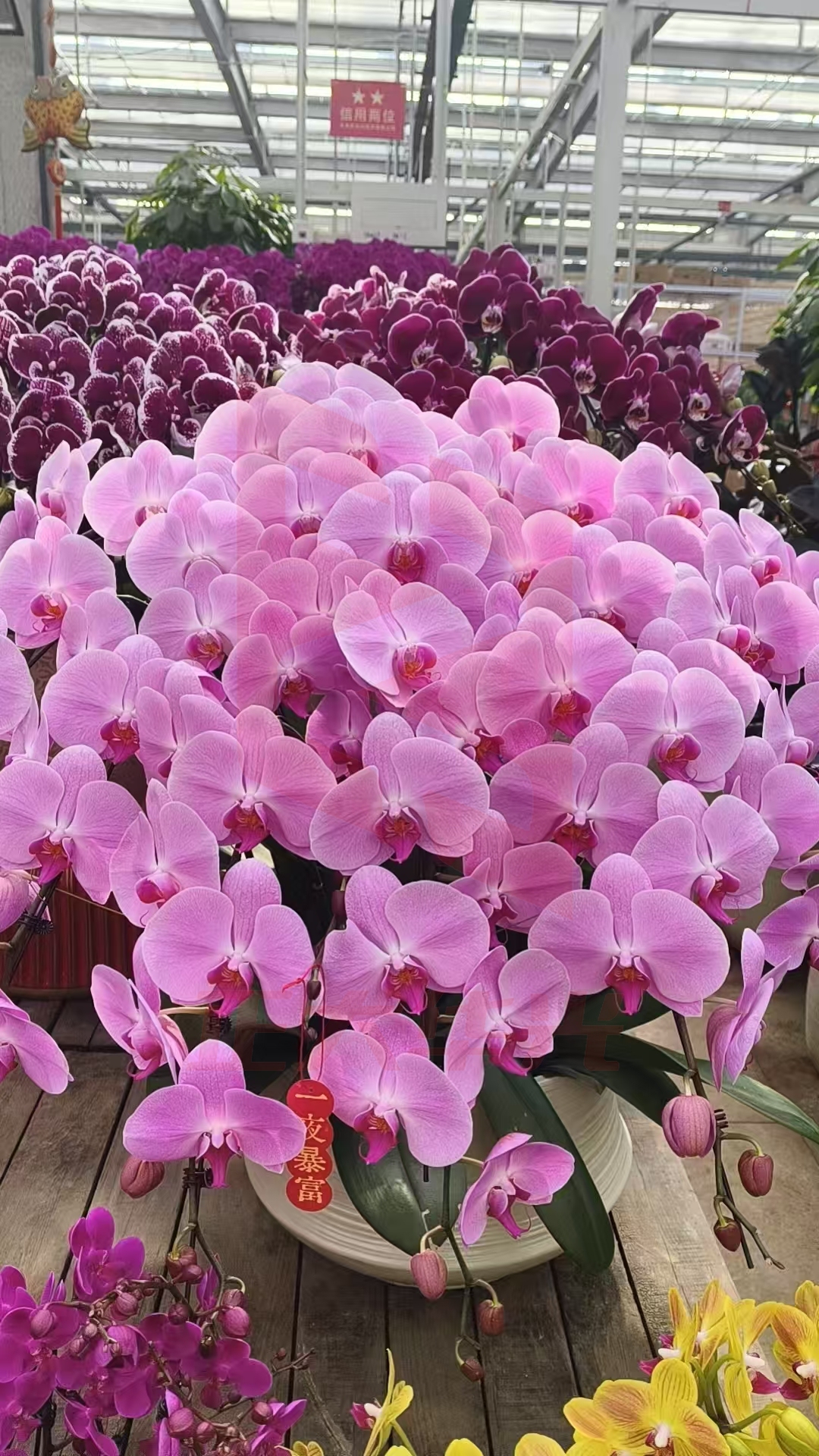 蝴蝶兰盆栽 PYQQ02281008562878